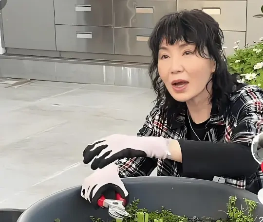 61岁张曼玉素颜收芋头，自称城市农夫已七年