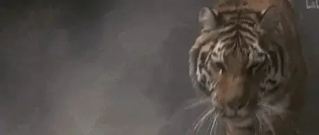 今年最顶的A级大片